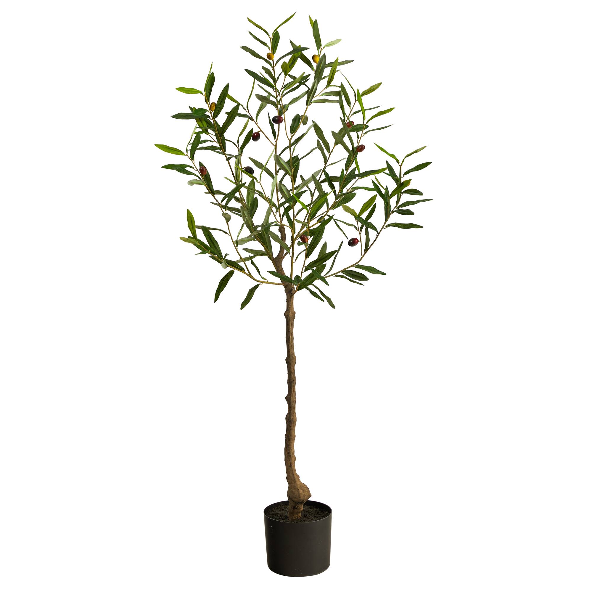 4ft. Potted Olive Tree